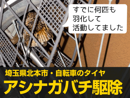 埼玉県北本市の自転車のタイヤに営巣したアシナガバチを駆除