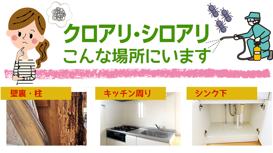 アリがいるのは、こんな時、こんな場所。茨城県のアリ駆除はアリ駆除ワーカーズ