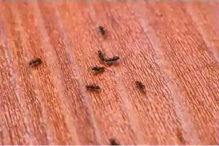 害虫の卵・巣・死骸・糞の完全除去