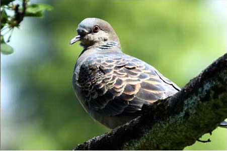 害鳥の巣の撤去や糞の除去