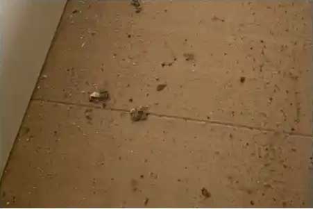 ゴキブリの卵・巣・死骸・糞の除去作業