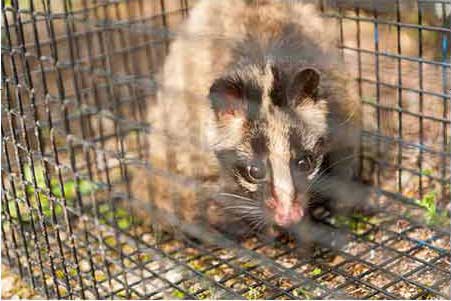 わな免許保持者の捕獲や追い出し