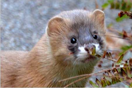 わな免許保持者の捕獲や追い出し