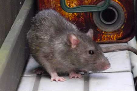 わな免許保持者の捕獲や追い出し