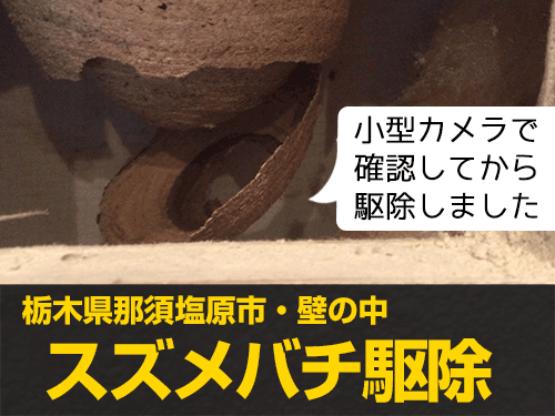 栃木県那須塩原市の壁の中のスズメバチを駆除
