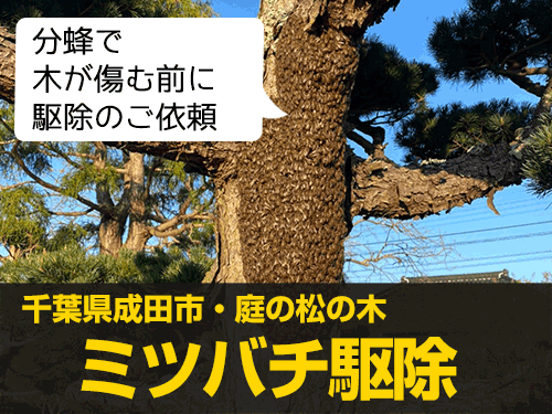 千葉県成田市の庭の松の木のミツバチ分蜂を駆除