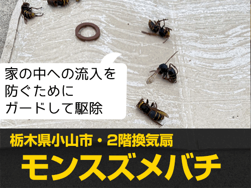 栃木県小山市で二階換気扇に営巣したモンスズメバチを駆除