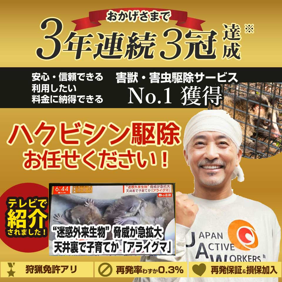 京都府京都市右京区のハクビシンのお悩み、お任せください！