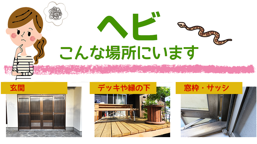 ヘビがいるのは、こんな時、こんな場所。お住まいの地元のヘビ駆除はヘビ駆除ワーカーズ