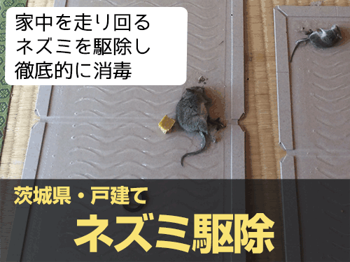 ネズミ駆除実績