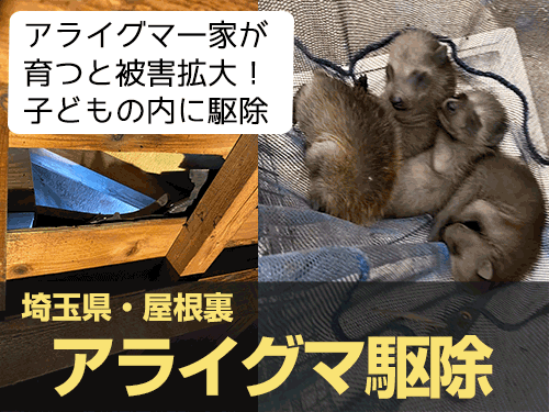 アライグマ駆除実績