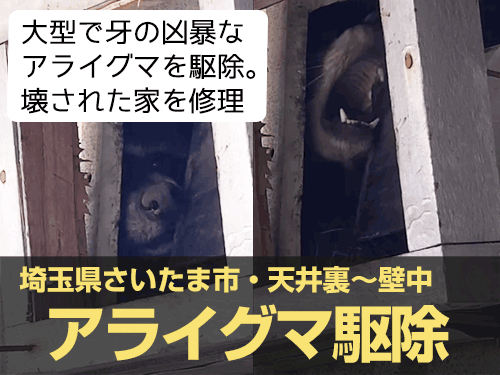 アライグマ駆除実績