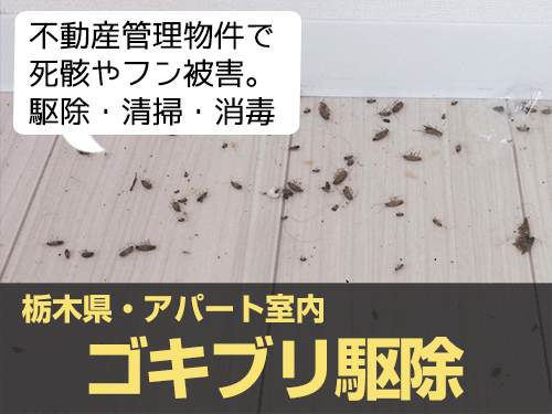 ゴキブリ駆除実績