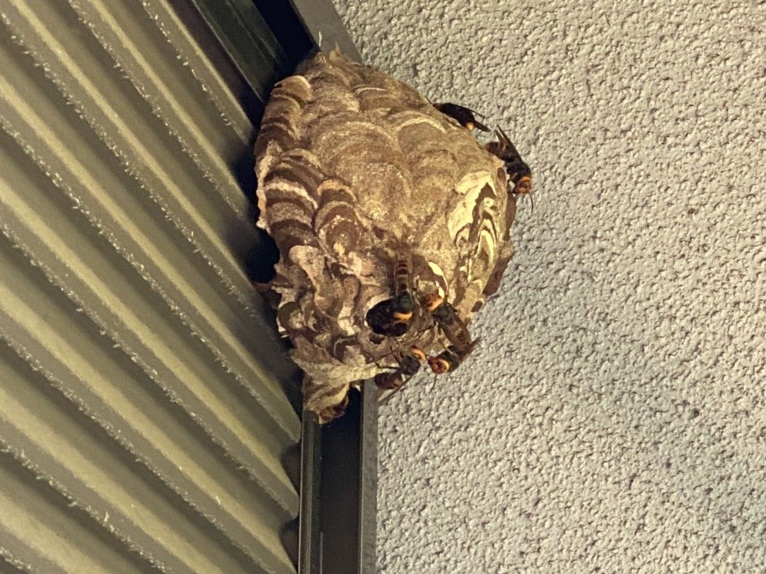 神奈川県川崎市多摩区でベランダの雨戸に営巣したスズメバチを駆除しました 蜂や蜂の巣の駆除 駆除ワーカーズ