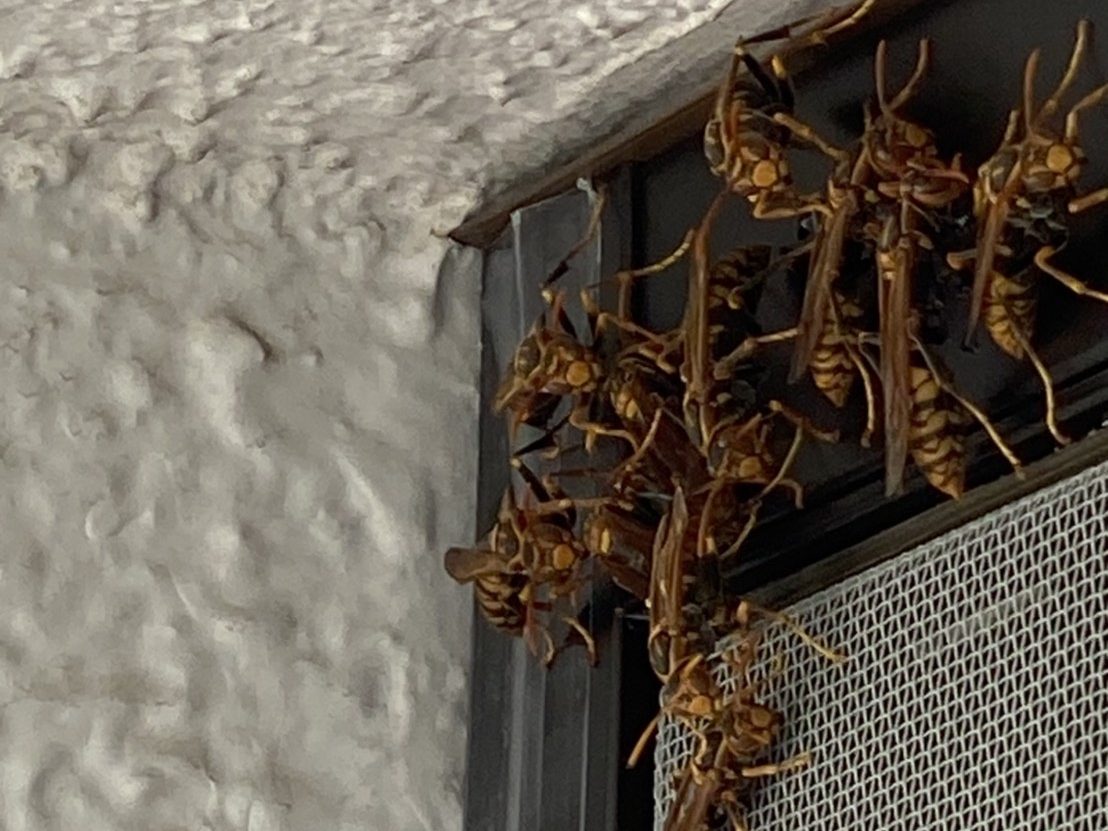 ヒメスズメバチに襲撃されたアシナガバチを駆除して予防しました 蜂や蜂の巣の駆除 駆除ワーカーズ